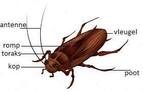 lichaamsbouw Wist je dat? een kakkerlak kan leven zonder hoofd.
