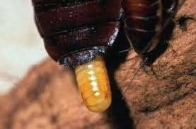 nachtdieren Voortplanting Net als alle andere insecten plant de kakkerlak zich voort door eieren te leggen.