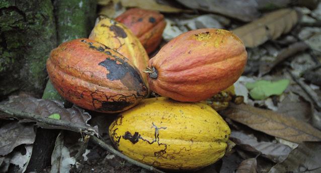 Van boon tot reep Chocolade groeit niet aan de bomen. Cacaobonen wel. Voor de cacao chocolade wordt, zijn er heel wat stappen doorlopen. En niet alle stappen verlopen even eerlijk.