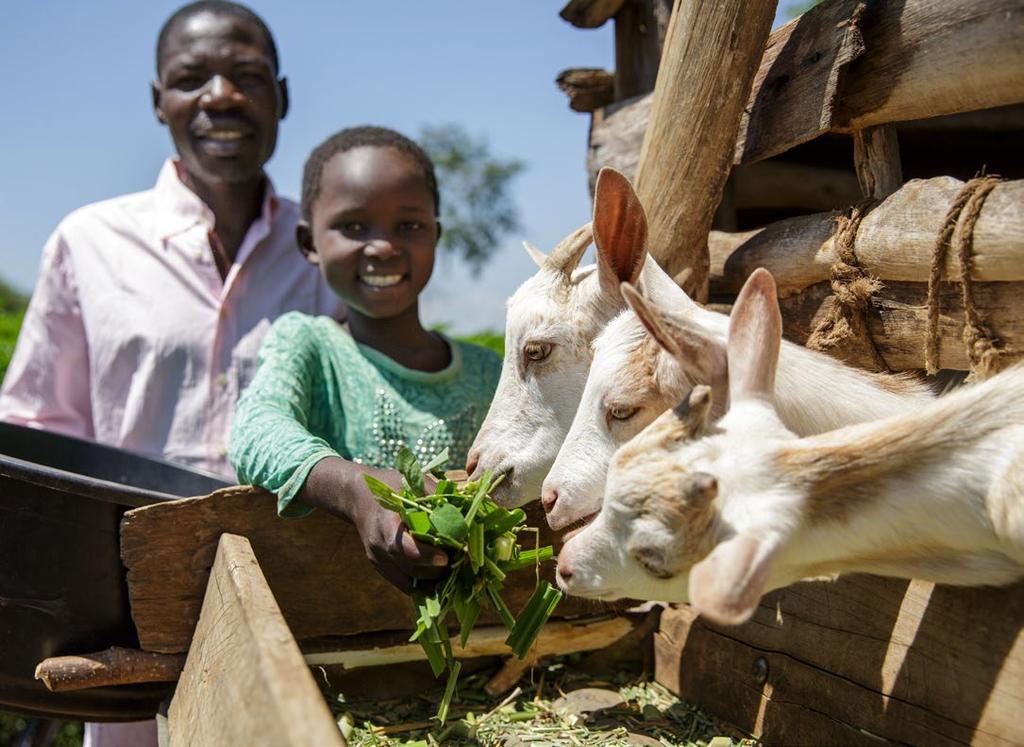 De Keniaanse Alphius en zijn dochter Daulphin voeren hun melkgeiten.