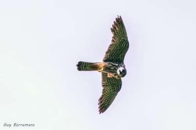 Op 13 juni ontdekten we daar ook het nest met 2 juveniele vogels.