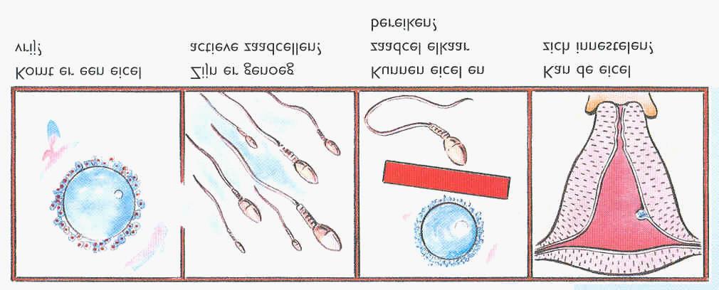 3. Hoe vindt bevruchting plaats? Een keer per maand komt bij de vrouw een rijpe eicel vrij. Dit wordt ook wel eisprong of ovulatie genoemd. Om deze eicel te kunnen bevruchten is een zaadcel nodig.