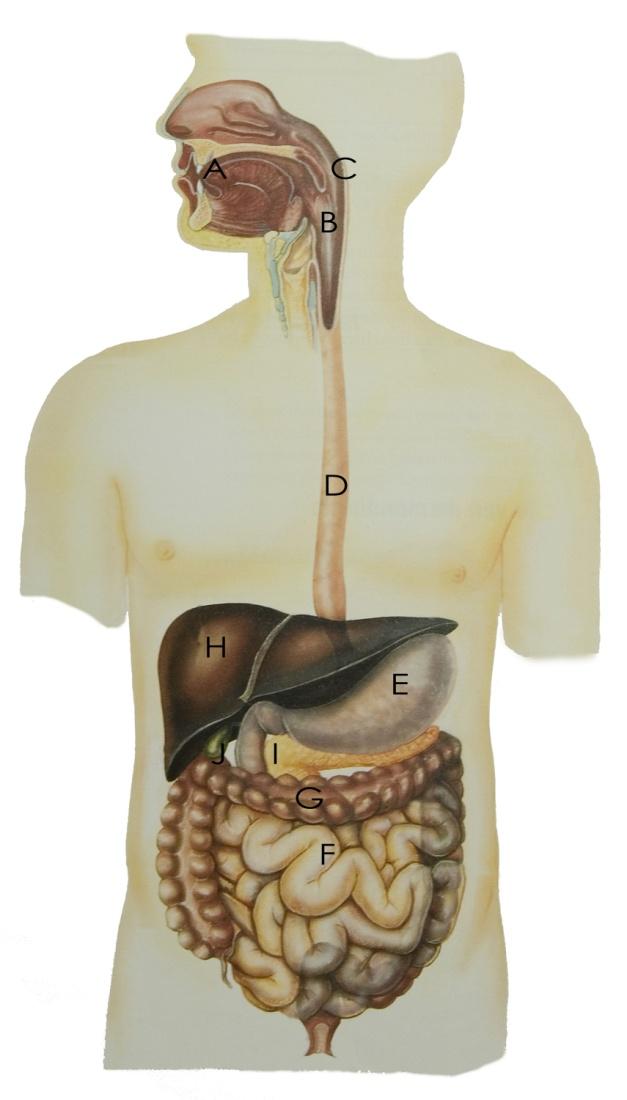A. Mond B. Keelholte C. Huig D. Slokdarm E. Maag F.