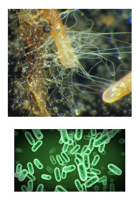 Biostimulanten: categoriën Micro-organismen Nuttige schimmels Nuttige bacteriën Substanties Humuszuren en fulvozuren