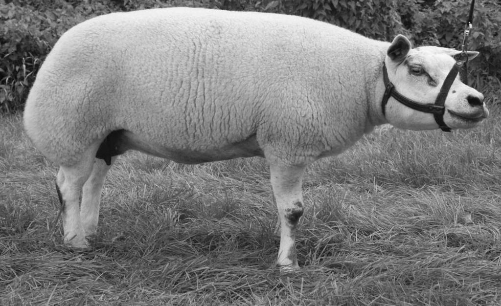 Catalogus van de 43e schapenfokdag voor Witte Texelaars georganiseerd door NTS District "Veluwe" Zaterdag 11 augustus 2018