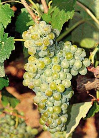 Malagousia: Geeft aromatische wijnen. Zowel droge als zoete wijnen worden hiervan gemaakt. Droge wijnen kunnen 4 jaar en meer rijpen op de fles.