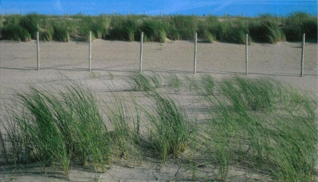 Uit het eerste onderzoek na aanleg van de Zandmotor blijkt dat er meer vormen van recreatie zijn ontstaan op het strand tussen Ter Heijde en Kijkduin.