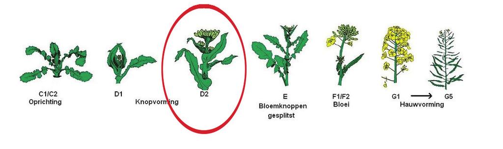 3.2 Koolzaadglanskever Deze zwarte, blinkende kevers met soms metaalgroene glans (1,5-2,5 mm) kunnen een probleem vormen vanaf stadium D1 tot het moment van bloei.