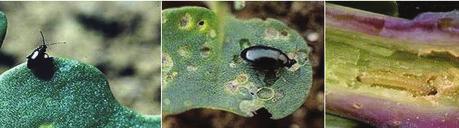 Later in het seizoen moeten ook de larven van de aardvlo opgevolgd worden. Die larven mineren de bladstengeltjes. Ernstige schade kan groeiachterstand of zelfs sterfte van de plant als gevolg hebben.