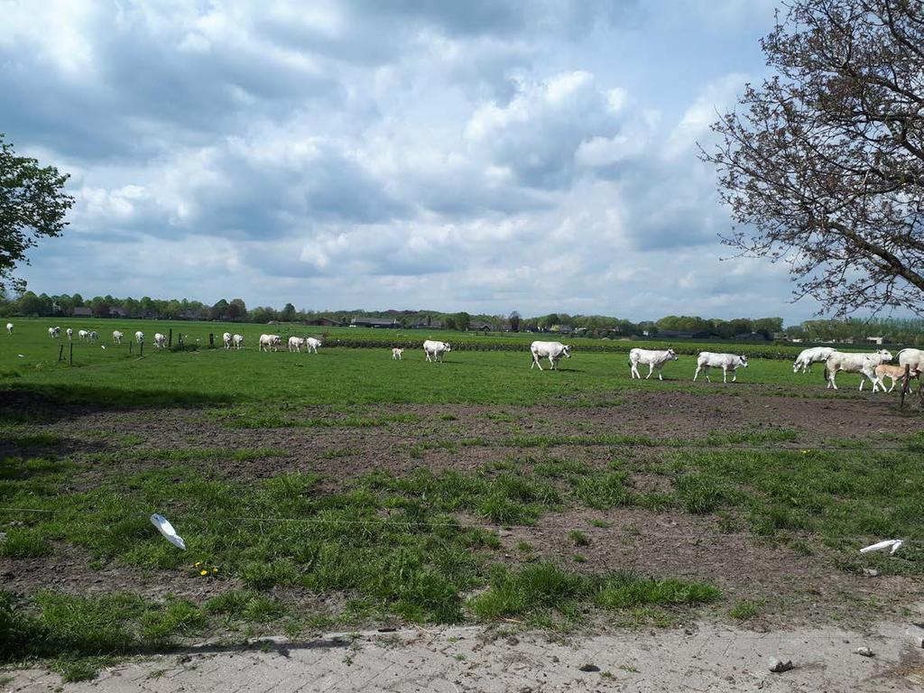 (H)eerlijk Piemontees rundvlees, rechtstreeks van de boer!