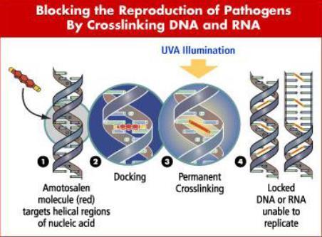 pyrimidebasen blokkering DNA RNA replicatie