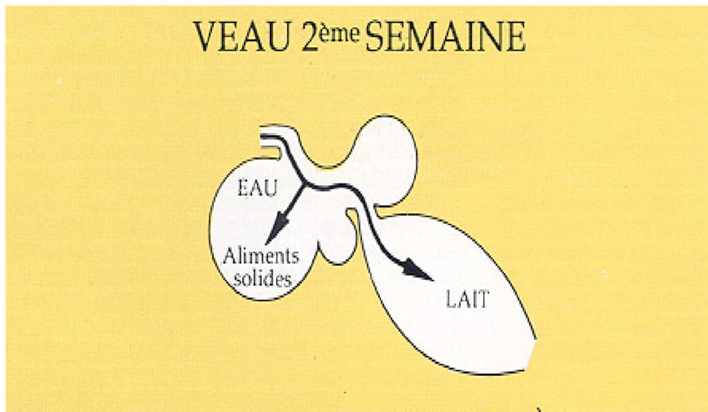 1. Vloeibare voeding