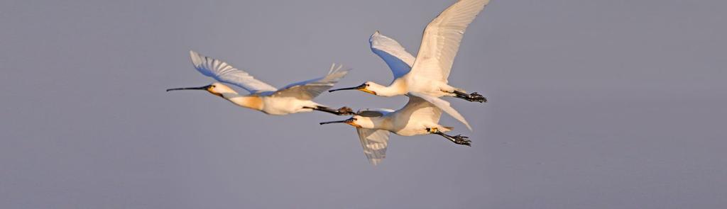 Als eenvoud terug bijzonder wordt Zowat een jaar geleden zegde ik heel graag ja om de NLDeltafel te leiden. Daar waren verschillende redenen voor.