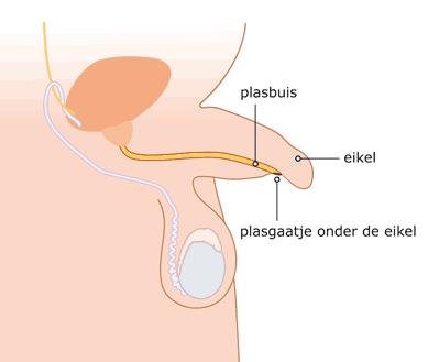 Tegelijk vormt er zich in het begin een kromming van de penis naar de onderzijde die uitgroeit tot de penis uiteindelijk volledig recht wordt.