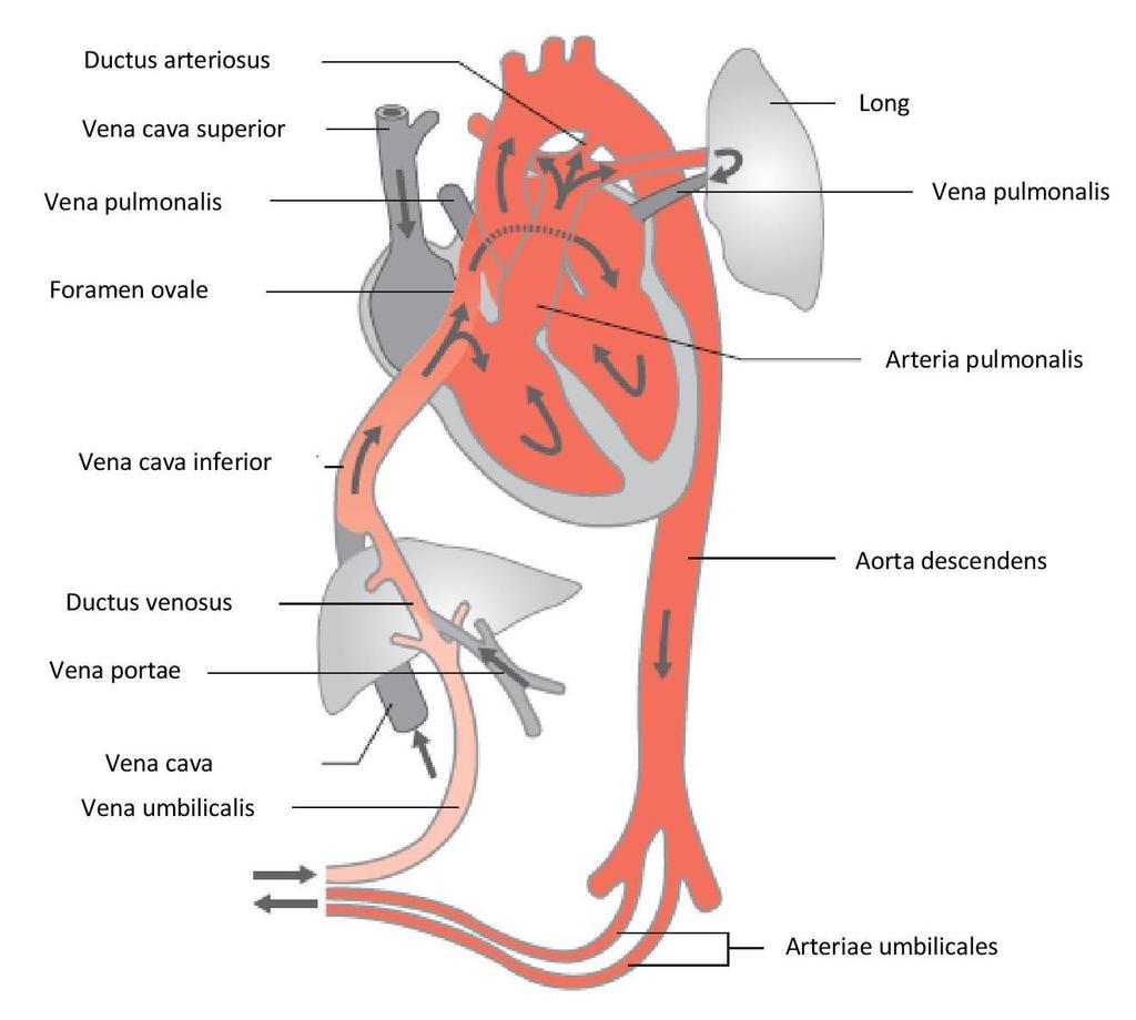 ventrikels stroomt en wordt uiteindelijk lager dan die van de aorta en de arteria pulmonalis, waardoor aorta- en pulmonalisklep weer sluiten (2e harttoon). 1.2 Foetale circulatie Afbeelding 2.