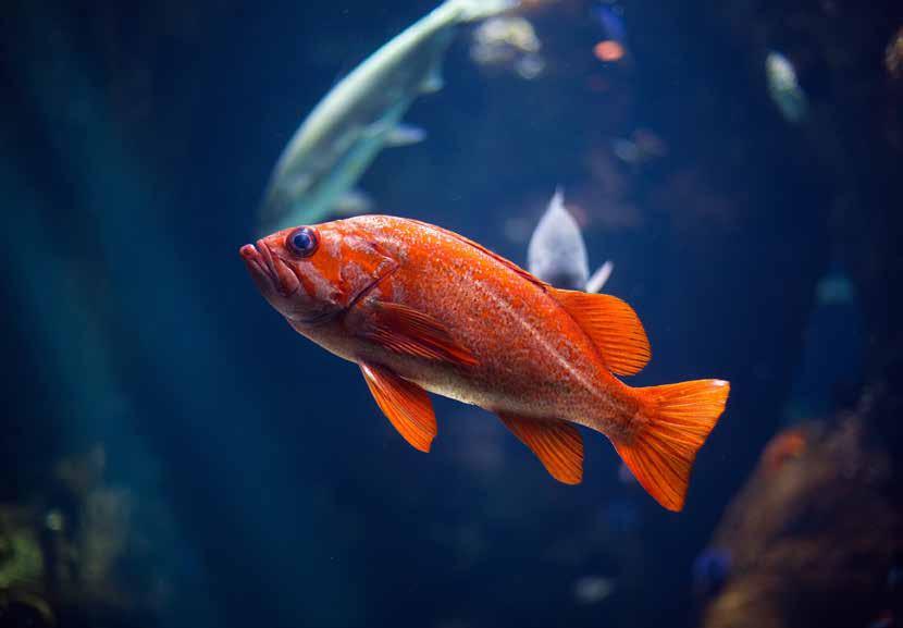 Stap 2 Tijdens de verhuizing Probeer 80% van het water in het aquarium te houden.