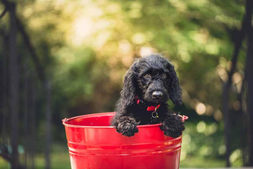 Verhuizen met honden Stap 1 Maak een afspraak met de dierenarts: Vraag na of uw hond wel in staat is om te reizen. Als dit niet het geval is, zult u misschien uw plannen moeten wijzigen.