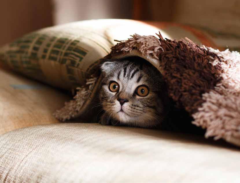 Verhuizen met katten Stap 1 Voorbereiding: Laat uw kat vast wennen aan zijn verhuiskoffer. Leg er een dekentje in en doe er af en toe een snoepje in. Zo wordt het niet als vervelend gezien.