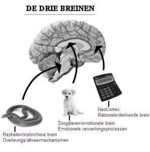 Wat als mensen te lang onder stress staan?