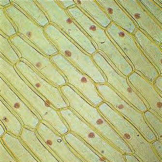 1 cellen van een blad 2 cellen van een ui de bouw van cellen van planten In afbeelding 36 zie je een schematische tekening van een cel van een plant. Cellen van planten noem je plantaardige cellen.