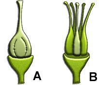 In het filmpje zie je de bloemplant duidelijk veranderen, maar er zit ook een element van stabiliteit in: paardenbloemen blijven aanwezig in een ecosysteem, ook al sterven individuele planten af.