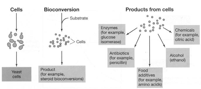 Industrieel microorganisme: - Produceert gewenst product - Genetisch stabiel - Grootschalig te groeien - Sporen (inoculatie) - Snelle