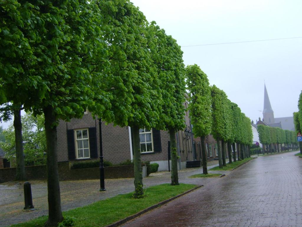 Beplanting Het leveren en aanbrengen van Leilinde bomen volgens plantlijst/beplantingsplan.