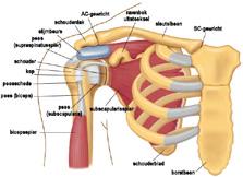 01 DE SCHOUDER De schouder wordt gevormd door 3 botstukken: de bovenarm (humerus), het schouderblad (scapula) en het sleutelbeen (clavicula).