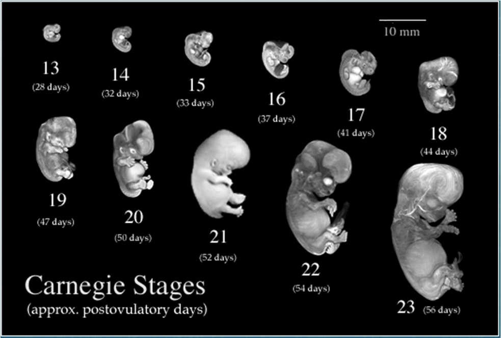 Embryo: het kind dat zich in de baarmoeder ontwikkelt.