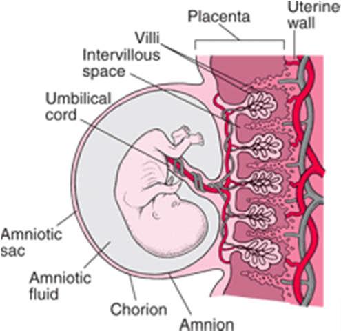 Placenta Placenta: Moederkoek.