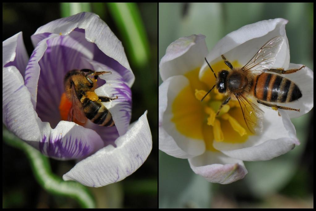 Door de stevige wind waren de bijen minder actief dan op een eerdere mooie voorjaarsdag. Maar bij de krokussen zag ik toch regelmatig honingbijen die stuifmeel (pollen) aan het verzamelen waren.