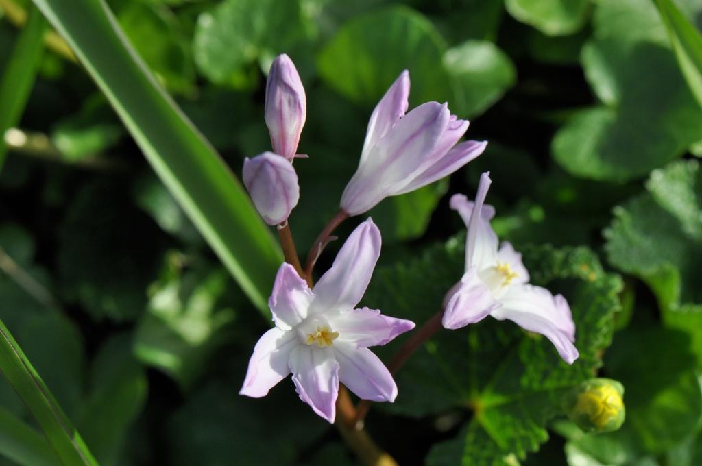 In tuinen komen allerlei gekweekte rassen voor met bloemkleuren die variëren van wit tot donkerpaars. De vroege sterhyacint (Scilla bifolia) is een plant uit de aspergefamilie.