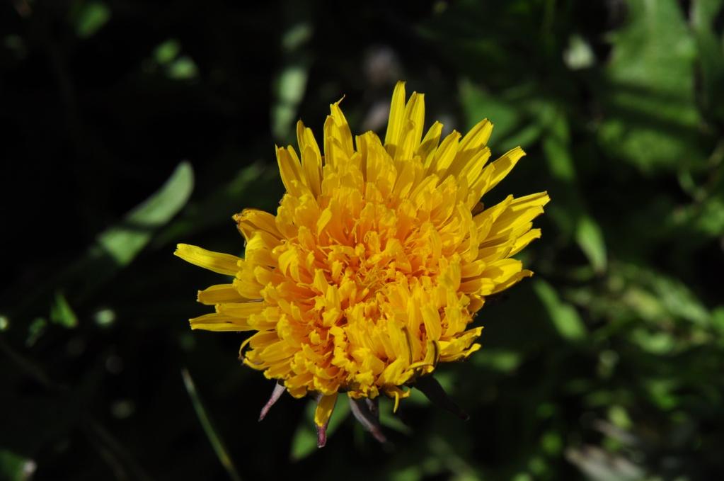 Een interessante site over paddenstoelen: http://www.loegiesen.nl/paddenstoelen/index.html#v De paardenbloem is een zeer algemeen voorkomende soort uit de composietenfamilie.