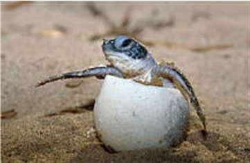De schildpadjes die uit hun ei zijn gekropen blijven nog een paar dagen in