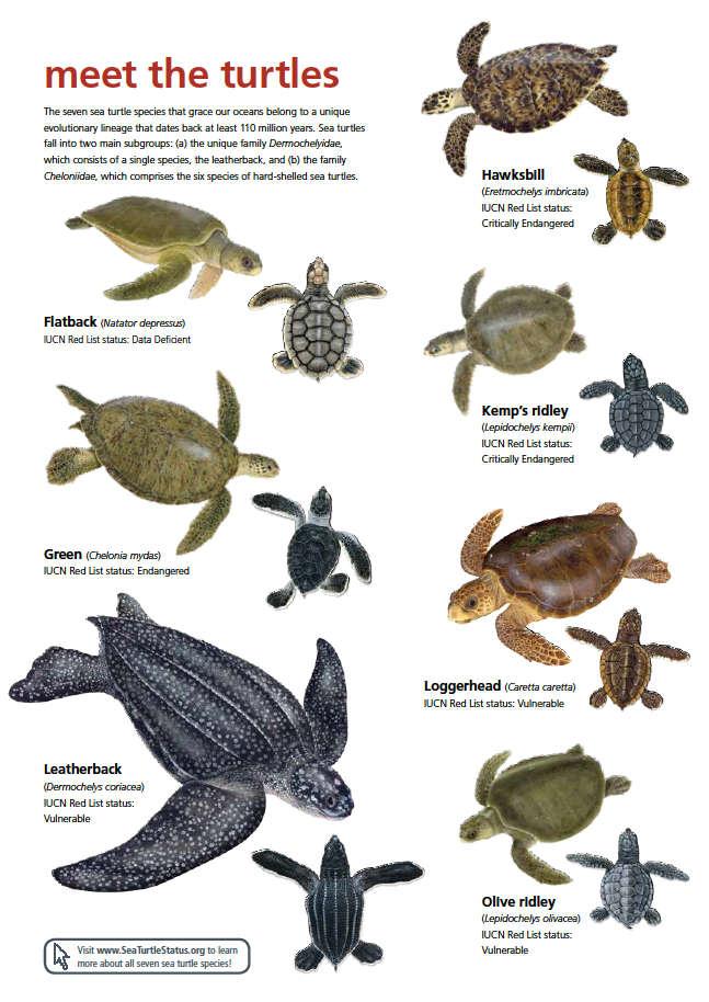 soorten Officieel zijn er op de gehele wereld 7 verschillende soorten zeeschildpadden.