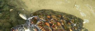 De volgende 3 soorten horen tot de familie van de zeeschildpadden (Cheloniidae) en leggen eieren op stranden van Curaçao: De soepschildpad is van de zeven soorten zeeschildpadden de grootste soort en