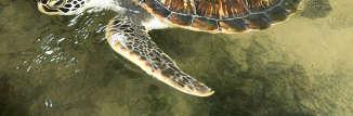De soepschildpad heeft een schildlengte van bijna een meter en is van andere soorten te onderscheiden door de verschillen in de schubben op de kop en de structuur van de hoornschilden op het