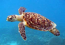 Jammer genoeg geeft de naam van de schildpad de reden aan waarom er zoveel jacht op werd gemaakt. Tegenwoordig is de schildpad vrij zeldzaam en wordt door internationale verdragen beschermd.