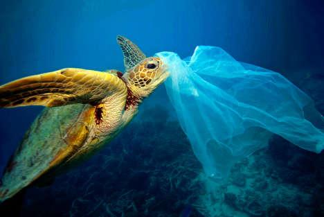 Bedreigingen Bijna alle zeeschildpadsoorten op de wereld zijn bedreigd met uitsterven.