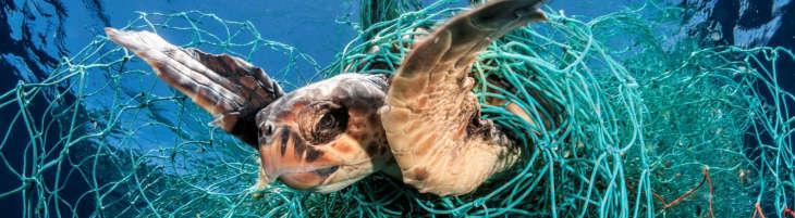 Vooral plastic zakken die in de zee terecht komen, lijken voor een schildpad op een kwal. Als het dier deze zak opeet dan stikt hij erin. Dit veroorzaakt veel slachtoffers onder de schildpadden.
