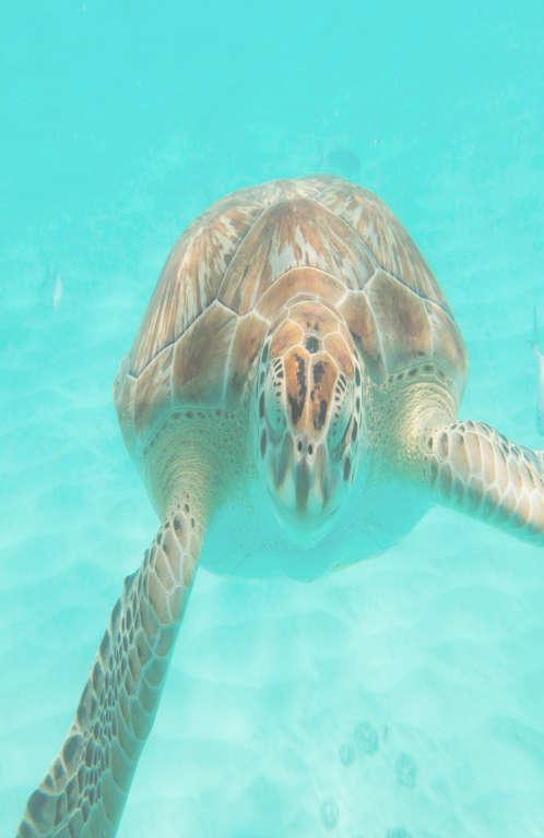 infoblad Lederschildpadden De lederschildpad (Dermochelys coriacea) is een in zee levende schildpad, die behoort tot de familie lederschildpadden (Dermochelyidae).