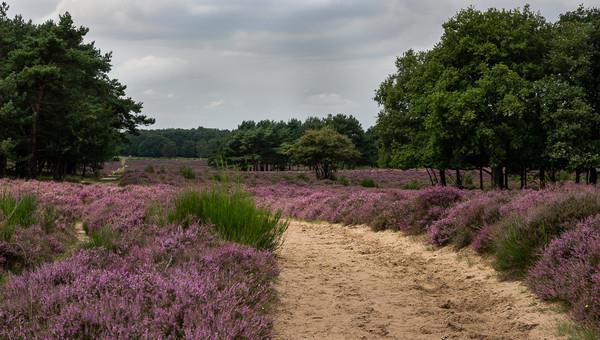 Wandelen in Het Gooi Direct vanuit ons hotel kunt u prachtige wandelingen maken door het indrukwekkende landschap van Het Gooi. Bij de receptie vindt u allerlei routes om een dag te plannen.