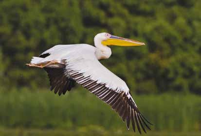 De omgeving is er zeer levendig, de lucht is doorspekt met kruiswegen van pelikanen, zwanen, aalscholvers, zilverreigers en zeearenden.