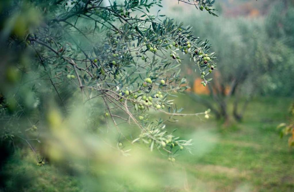 Olijfolie bevat veel essentiële vitaminen, waaronder vitamine A, B1, B2, C, D, E en K, en het mineraal ijzer. De geschiedenis van olijfolie is verbonden met oude beschavingen rond de Middellandse Zee.