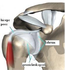 Bicepstenotomie en Bicepstenodeze Operatie aan de pees van de bovenarm De biceps (spier van de bovenarm) De spier van de bovenarm (biceps) zit met