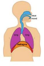 Medicijnen Benauwd zijn Mensen met COPD zijn wel eens benauwd. In het begin kunt u het krijgen bij inspanning. Als de COPD ernstiger wordt, kunt u het ook in rust benauwd hebben.