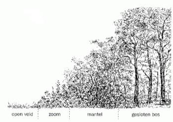 Zo wordt voorkomen dat op termijn in één keer grotere oppervlaktes bos moeten worden gekapt. Voorts worden Afbeelding 1. Verdeling bosoppervlakte Recreatieschap Rottemeren naar hoofdboomsoort.