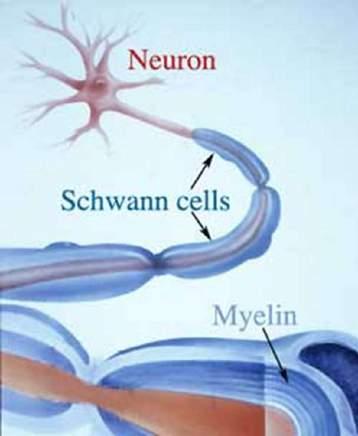 Myelinisatie Myelinisatie problemen kunnen ontstaan door
