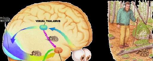 Cortex en hippocampus