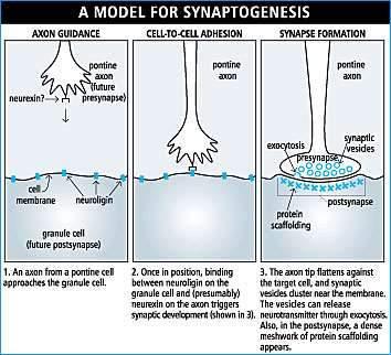 Synaptogenese Synaptogenese problemen: voorkomend bij Down syndroom,